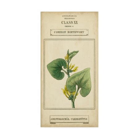 Vision Studio 'Linnaean Botany V' Canvas Art,24x47